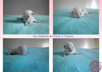 les chatons de Flore - 7 jours - Chatterie Ragdolls du Val de Beauvoir